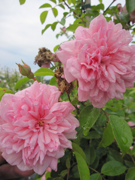 Rosa Paul Noel